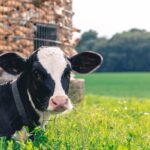 Now Know All about Diary Cow Disease Johne's Disease