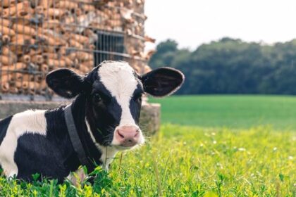 Now Know All about Diary Cow Disease Johne's Disease