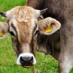 Now Know All about Disease Bluetongue in Diary Cow