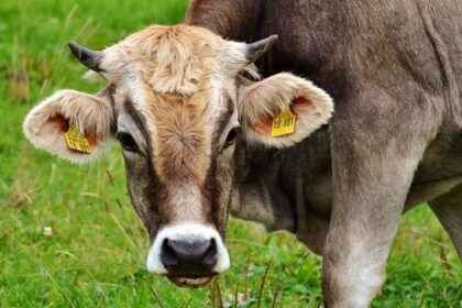 Now Know All about Disease Bluetongue in Diary Cow