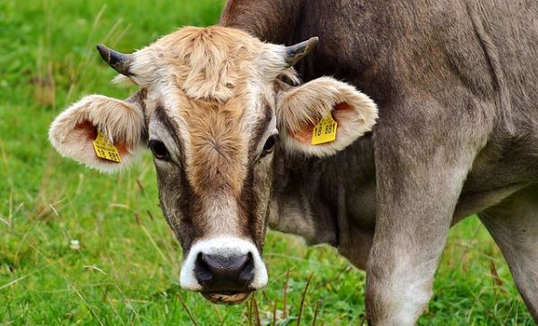 Now Know All about Disease Bluetongue in Diary Cow