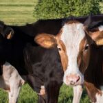 Now Know All about Disease Bovine Ulcerative Mammary Dermatitis in Diary Cow