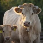 Now Know All about Disease Calf Pneumonia in Diary Cow
