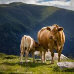 Now Know All about Disease Digital Dermatitis in Diary Cow