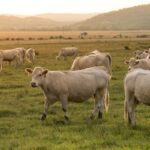 Now Know All about Disease Displaced Abomasum in Diary Cow
