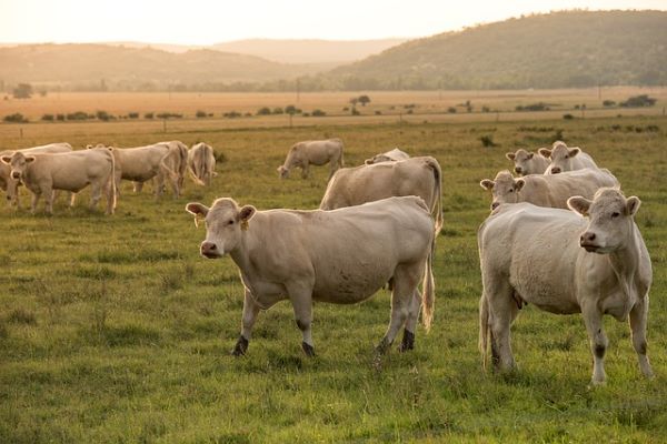 Now Know All about Disease Displaced Abomasum in Diary Cow