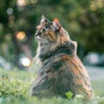 Now Know All about Feline Cognitive Dysfunction in Cats