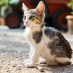 Now Know All about Feline Sarcoma Virus in Cats