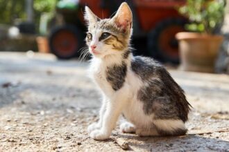 Now Know All about Feline Sarcoma Virus in Cats