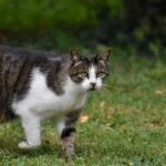 Now Know All about Feline lymphoma in Cats