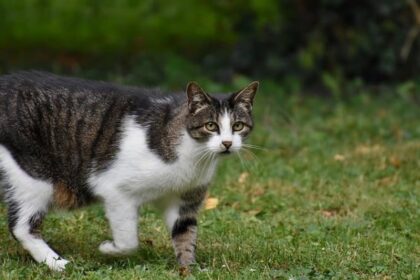 Now Know All about Feline lymphoma in Cats