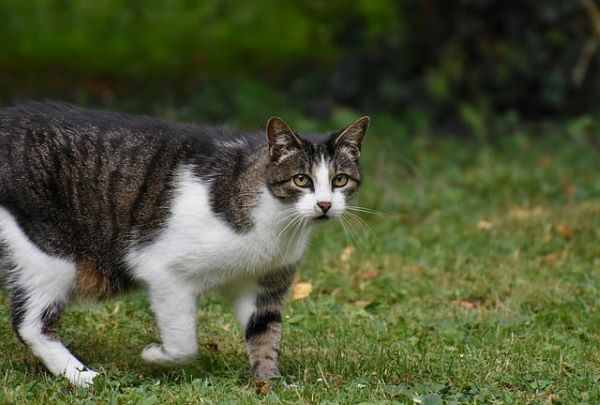 Now Know All about Feline lymphoma in Cats