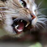 Now Know All about Feline odontoclastic resorptive lesion