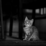 Now Know All about Feline Viral Enteritis in Cats