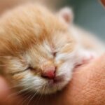 Now Know All about Flat-chested Kitten Syndrome in Cats
