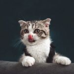 Now Know All about Feline Lower Urinary Tract Disease in Cats