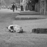 Supreme-Courts-Stray-Dog-Removal-Order-Public-Health-Risks-Vet-Solutions-for-Delhi