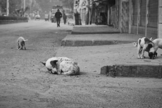 Supreme-Courts-Stray-Dog-Removal-Order-Public-Health-Risks-Vet-Solutions-for-Delhi