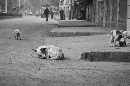Supreme-Courts-Stray-Dog-Removal-Order-Public-Health-Risks-Vet-Solutions-for-Delhi