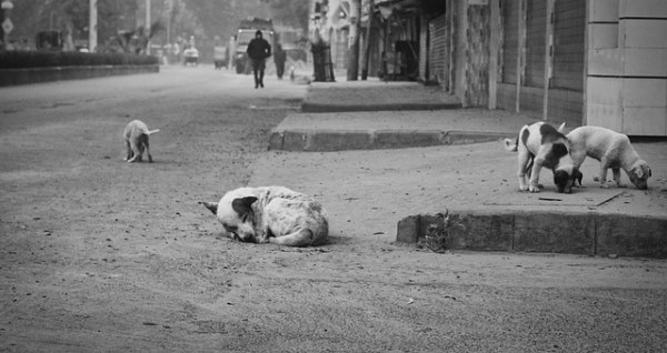 Supreme-Courts-Stray-Dog-Removal-Order-Public-Health-Risks-Vet-Solutions-for-Delhi